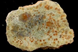 coprolithe de dinosaure - jurassique - Morrison Formation