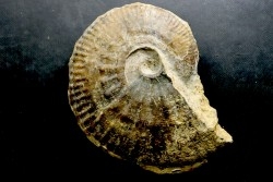 rare Phlycticeras dorsocavatum  - bathonian - Nièvre - FRANCE