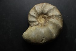 CERATITES NODUSUS - Muschelkalk - Wasselone, FRANCE