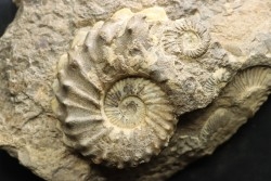 COLLIGNONICERAS WOLLGARI - turonien - South Dakota, USA