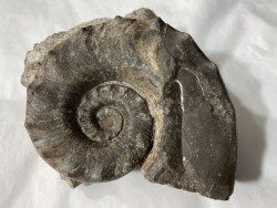Metacoceras piszovi et neoshumardites triceps - lower Permian - Asha, South Ural, Russia