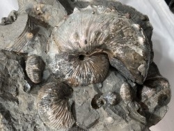Hoploscaphites nebrascensis - Maastrichtian - Dakota - USA