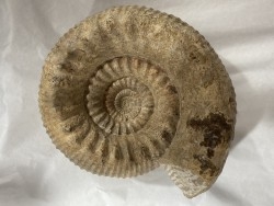 Teloceras blagdeni - bajocian - Montois la Montagne - FRANCE