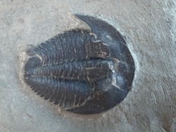 Amecephalus sp // middle cambrian // spence shale Fmt // Cache County, Utah, USA