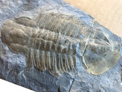 Glossopleura gigantea - middle cambrian - spence shale Fmt - Box Elder County, Utah, USA