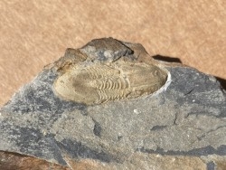Vysocania nov sp.  Valongo Fmt - Ordovicien moyen - Pedrogo, PORTUGAL