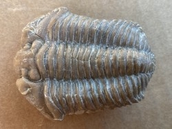 Calymene clavicle - Silurian - Henryhouse Fmt - Sulphur, Oklahoma, USA