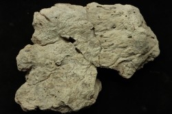 dinosaure freak: TRICERATOPS HORRIDUS