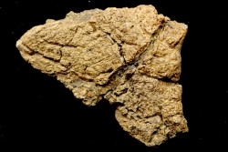 dinosaure freak: TRICERATOPS HORRIDUS