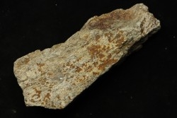 Dinosaure: fragment de collerette de TRICERATOPS HORRIDUS - Hell Creek  Fmt - crétacé sup. - Glendive County, Montana