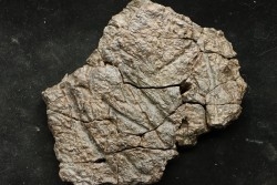 Dinosaure: fragment de collerette de TRICERATOPS HORRIDUS - Hell Creek  Fmt - crétacé sup. - Glendive County, Montana