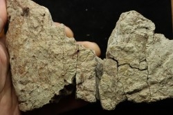 Dinosaure: fragment de collerette de TRICERATOPS HORRIDUS - Hell Creek  Fmt - crétacé sup. - Glendive County, Montana