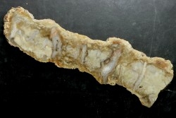 coprolithe de dinosaure - jurassique - Morrison Formation