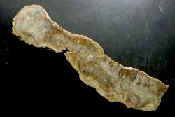 coprolithe de dinosaure - jurassique - Morrison Formation