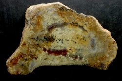 coprolithe de dinosaure - jurassique - Morrison Formation