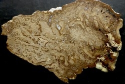 Chlorellopsis sp. - algae agate (Eukaroyte) avec des ostracodes - Eocène - Wyoming - USA