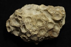 hexagomania davidsoni /-Frasnian - Ferques - 62 - FRANCE