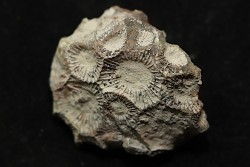 hexagomania davidsoni /-Frasnian - Ferques - 62 - FRANCE