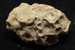 hexagomania davidsoni /-Frasnian - Ferques - 62 - FRANCE