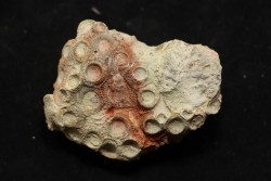 hexagomania davidsoni /-Frasnian - Ferques - 62 - FRANCE