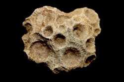 hexagomania davidsoni /-Frasnian - Ferques - 62 - FRANCE