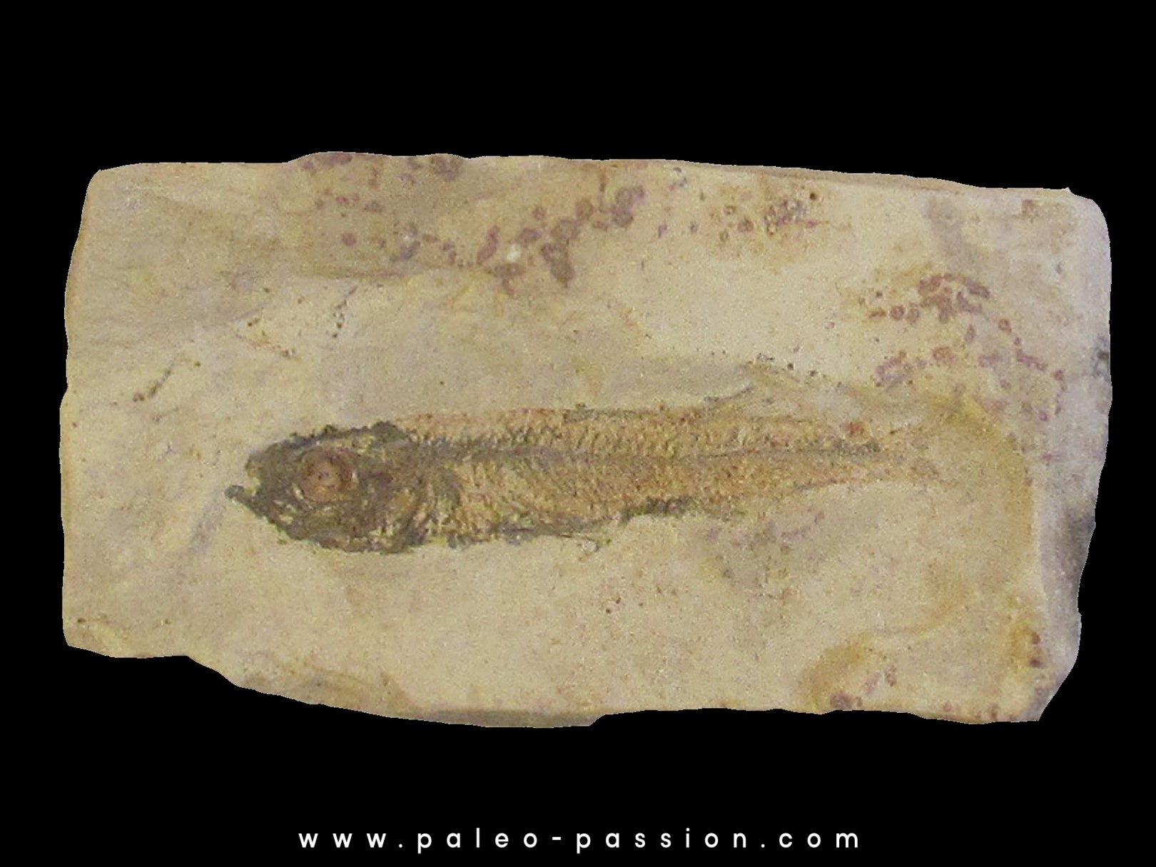 poisson fossile ATHERINA SUKHOVI poisson fossile ATHERINA SUKHOVI