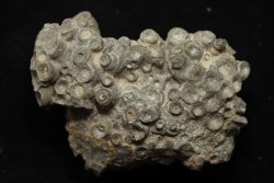 disphyllia wangi - Givetian - Ferques - 62