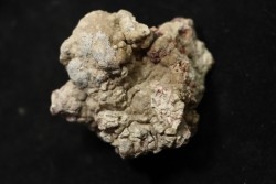 coprolithe de dinosaure - jurassique - Morrison Formation - Wyoming, USA