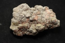 coprolithe de dinosaure - jurassique - Morrison Formation - Wyoming, USA