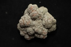 coprolithe de dinosaure - jurassique - Morrison Formation - Wyoming, USA