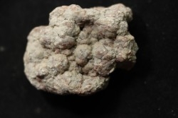 dinosaur coprolithe - jurassic - Morrison Formation - Wyoming, USA
