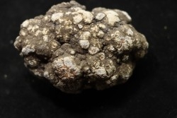 coprolithe de dinosaure - jurassique - Morrison Formation - Wyoming, USA