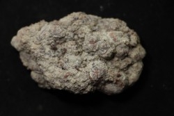 dinosaur coprolithe - jurassic - Morrison Formation - Wyoming, USA