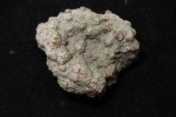 dinosaur coprolithe - jurassic - Morrison Formation - Wyoming, USA