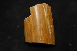 Mammoth ivory - Alaska