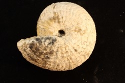 ARGOSIRENITES TRACHYCERATOIDES - trias -   TIMOR - INDONESIE