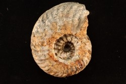 DISTICHITES FALCATUS - triassic - TIMOR - INDONESIA