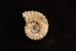 PARATHISBITES NODIGER - triassic - TIMOR - INDONESIA