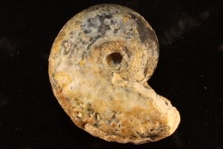 BROUWERITES INTERMEDIUS - triassic - TIMOR - INDONESIA