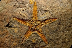 gros PROTOPALEASTER - Ordovicien El caid Rami , Maroc