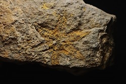 PROTOPALEASTER SP. rare - 6 arms