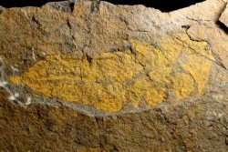 très gros vers primitif: Plumulites bengstoni - Ordovicien  El Caid Rami, Maroc