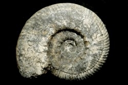 aulacostephanus volgensis - kimmeridgien - Boulonnais, France