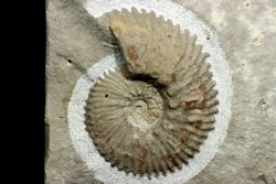 Euthymiceras euthymi - Berriasien - Gard - France