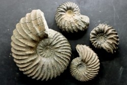 set of 4 Hoplites  - middle albian - courcelles quarry - near Troyes - Aube - France