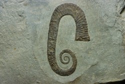 Hamites (Idiohamites) cf.  spiniger - Albien supérieur - Hautes Alpes, France