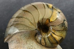 nautilus: Cenoceras annulare - pliensbachian - Fresney-le-Puceux – FRANCE