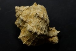 Chicoreus subasperimus  - serravalian - Salles, France