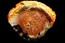 fossil tree fern - tietea singularus - Permian