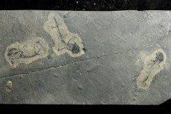 branchiosaure (protriton) petrolei